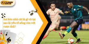 soi keo nha cai la gi va tai sao la yeu to song con voi cuoc thu 1